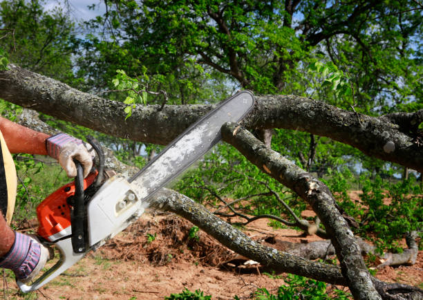 Best Utility Line Clearance  in Sulligent, AL